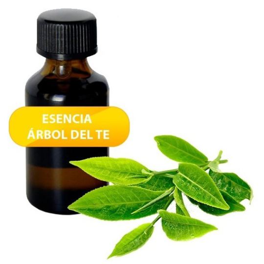 Tea Tree Essential Oil